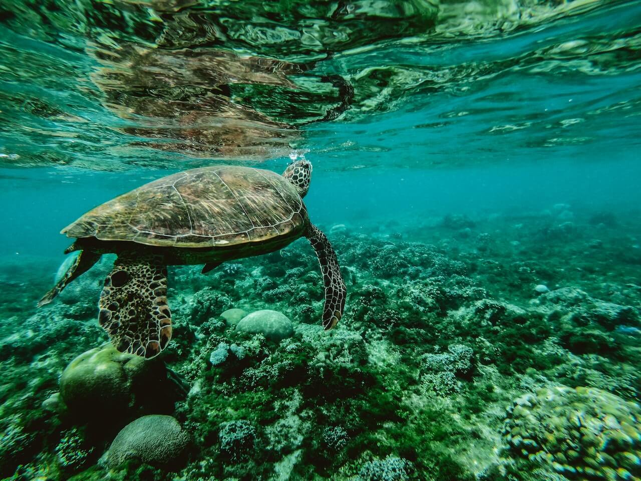 Great barrier Reef